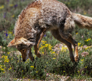 Coyote in the field