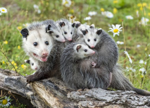 opossum in a field