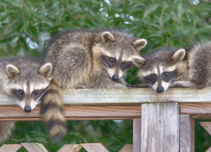 Raccoons in a yard