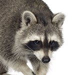 Raccoon in white background
