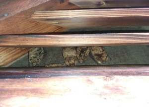 Bats in a gable vent - Cincinnati, OH