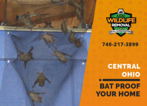 bat proofing my central ohio home