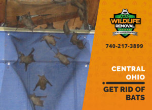get rid of bats central ohio