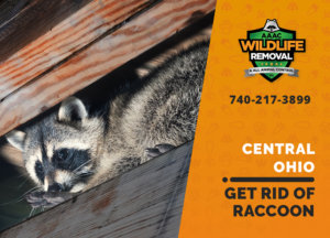 get rid of raccoon central ohio
