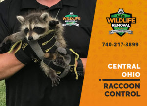 raccoon control central ohio