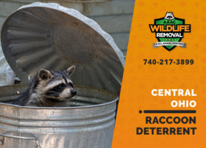 central ohio raccoon deterrents