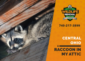 raccoon stuck in attic central ohio