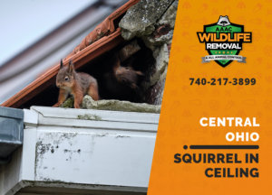 squirrel stuck in ceiling central ohio