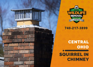 squirrel stuck in chimney central ohio