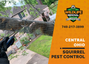 squirrel pest control in central ohio