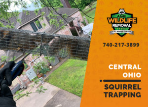 squirrel trapping program central ohio