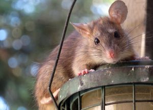 New Concord Wildlife Removal professional removing pest animal